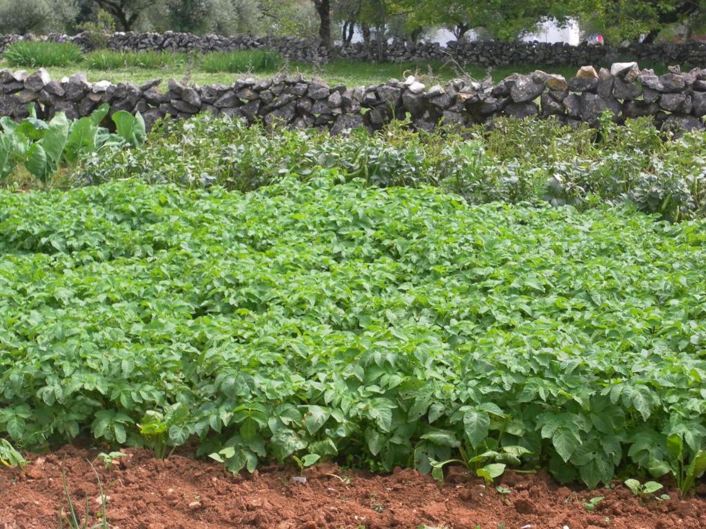 Retiro Da Avo Lidia - Turismo Rural Mendiga Dış mekan fotoğraf