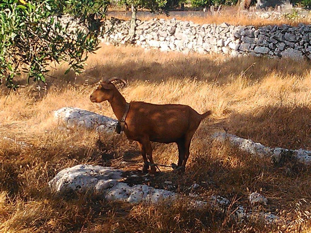 Retiro Da Avo Lidia - Turismo Rural Mendiga Dış mekan fotoğraf